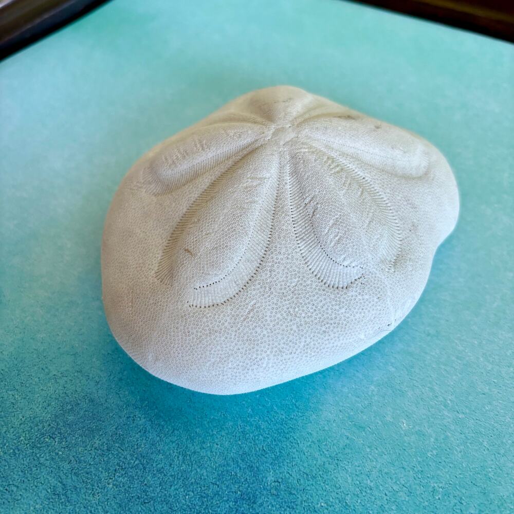 Natural Sea Biscuit Large Beach Shell Coastal Decor 5.5”